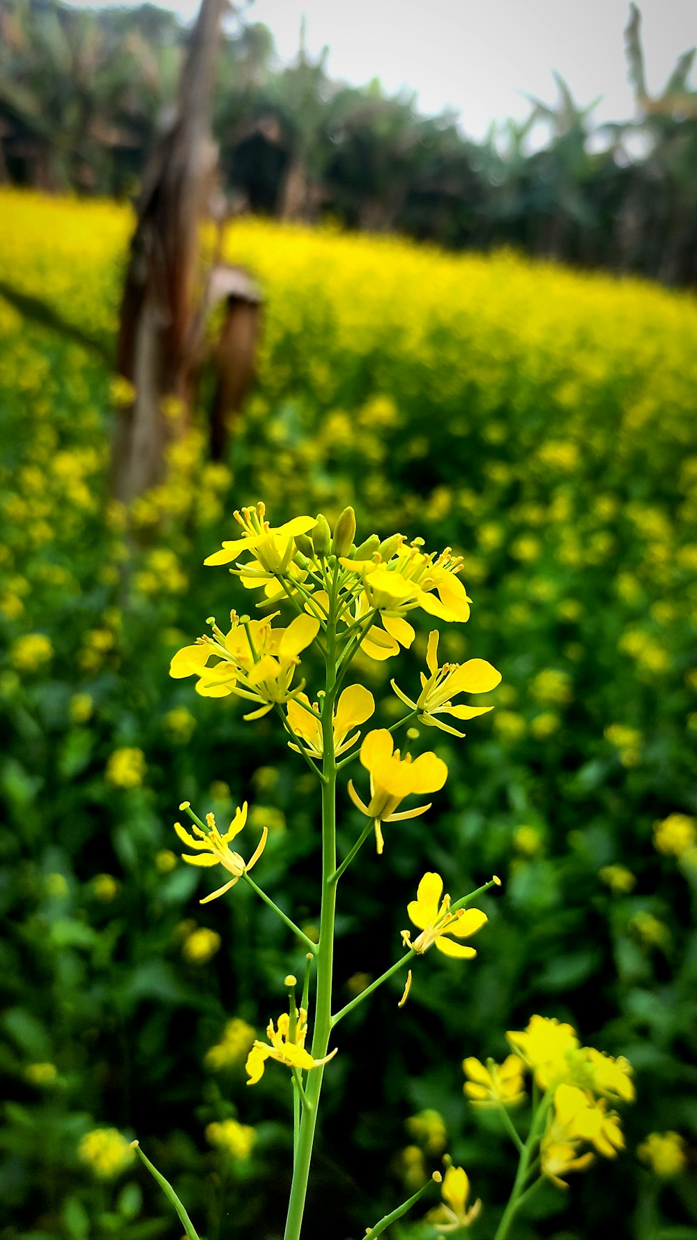a yellow flower in a field of yellow flowers