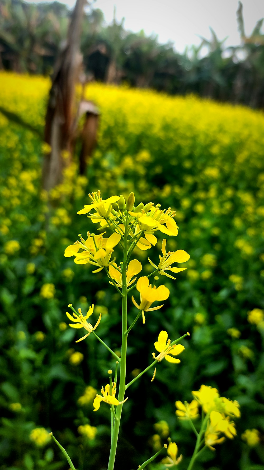 黄色い花畑に咲く黄色い花