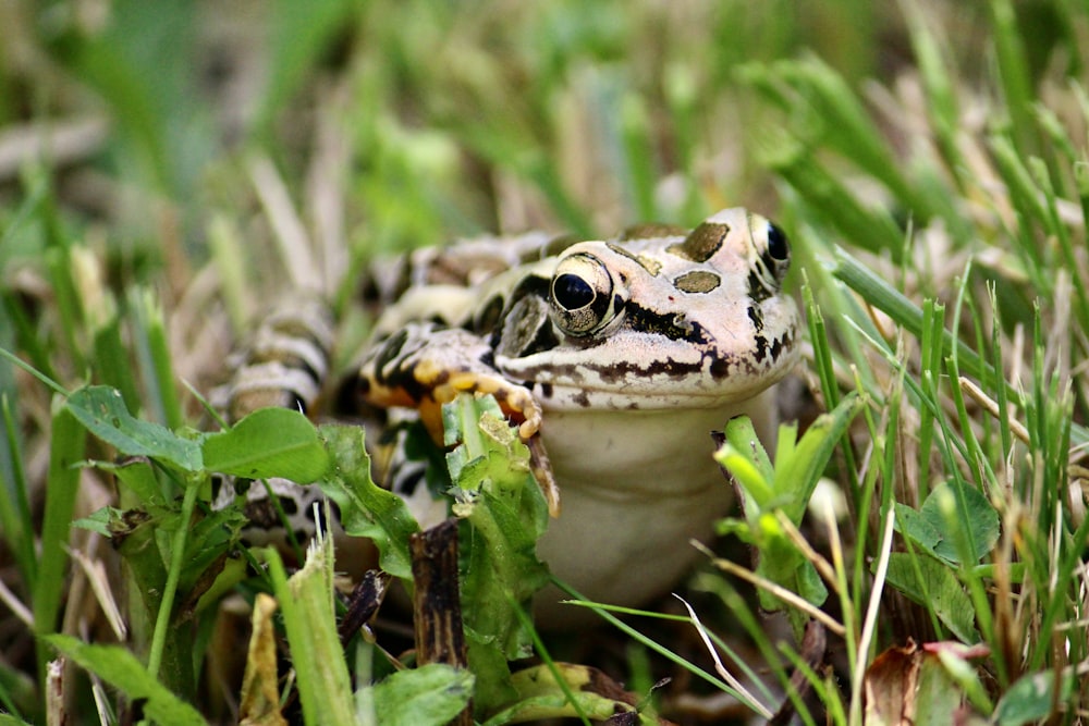 a frog is sitting in the grass looking at the camera