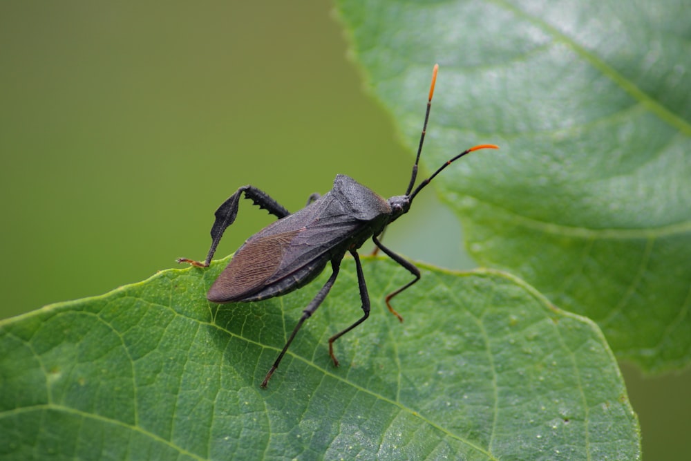 a bug sitting on top of a green leaf