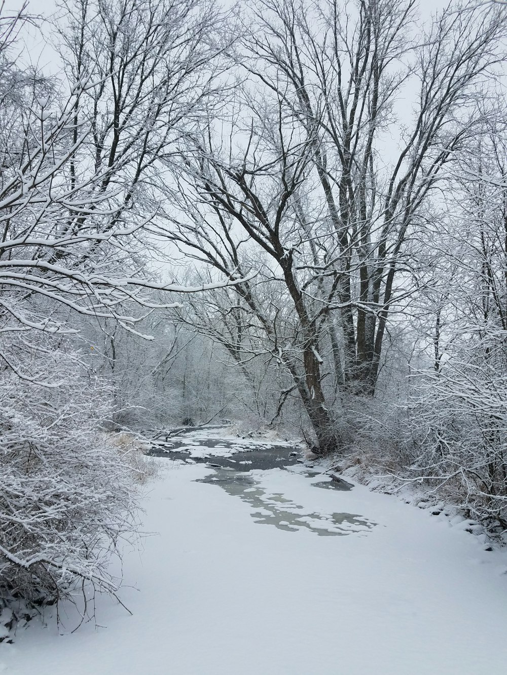 a snow covered river surrounded by trees and bushes