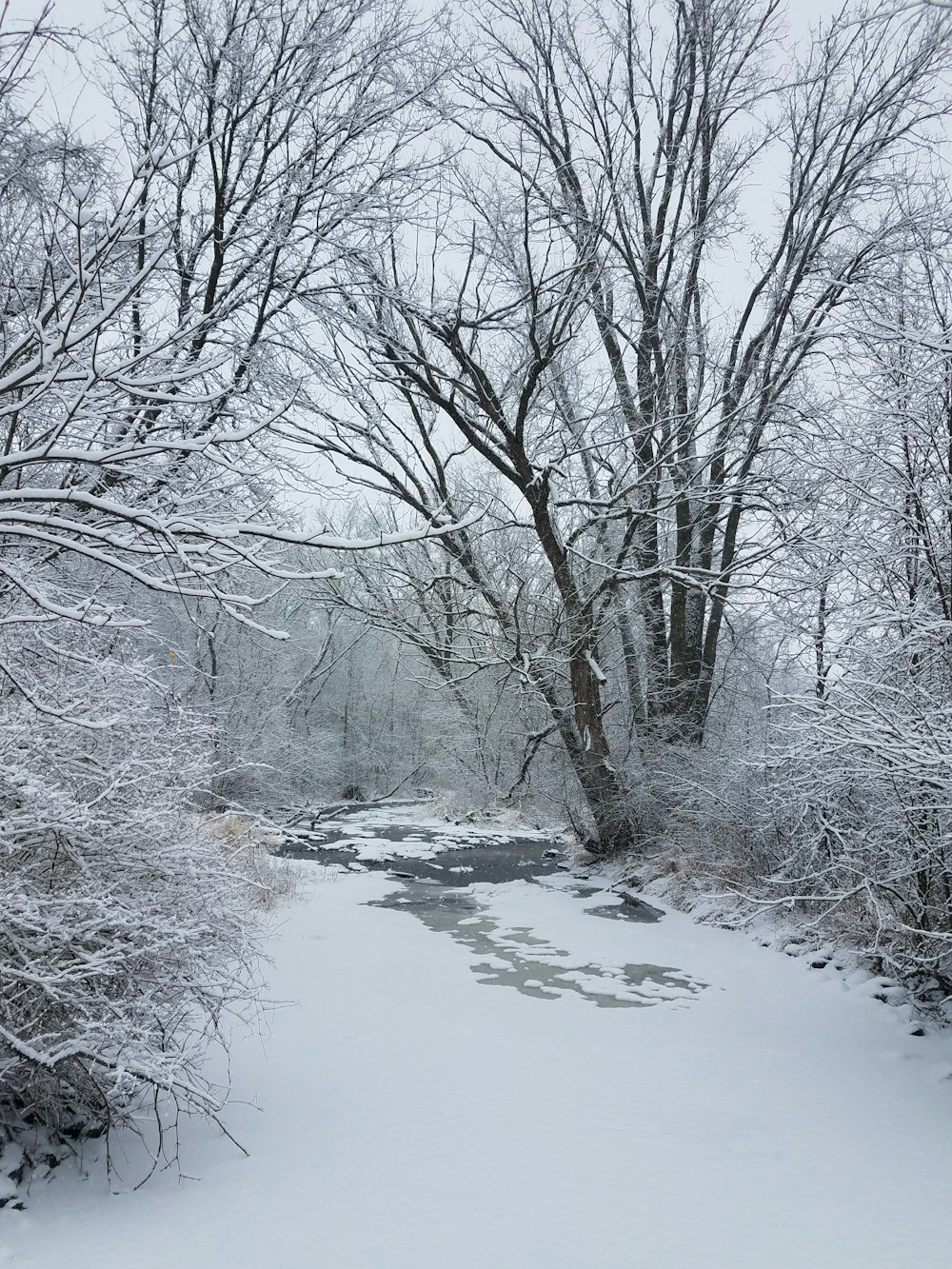 um rio coberto de neve cercado por árvores e arbustos