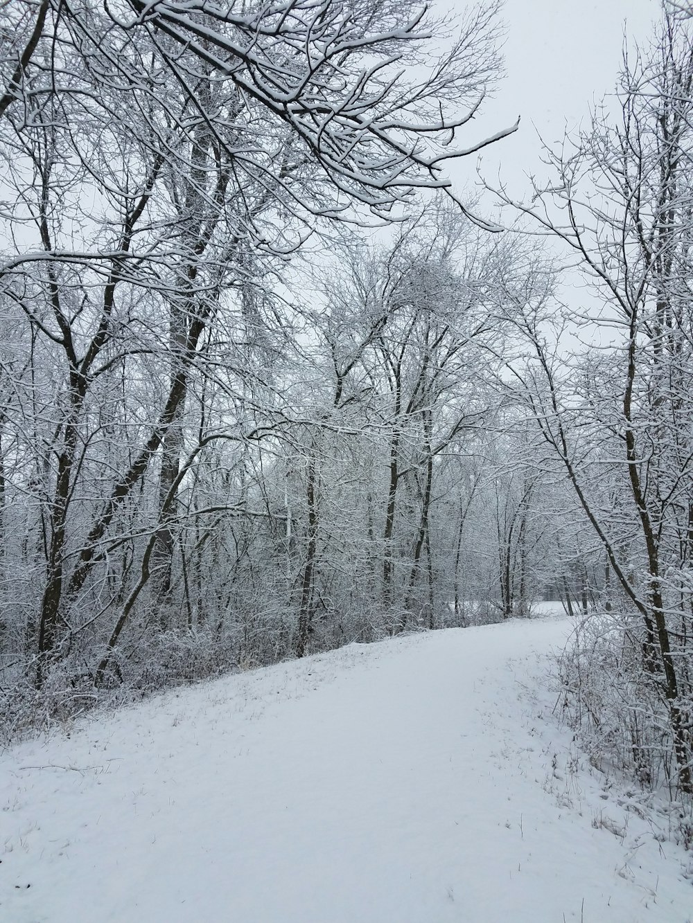 a snow covered path in a wooded area