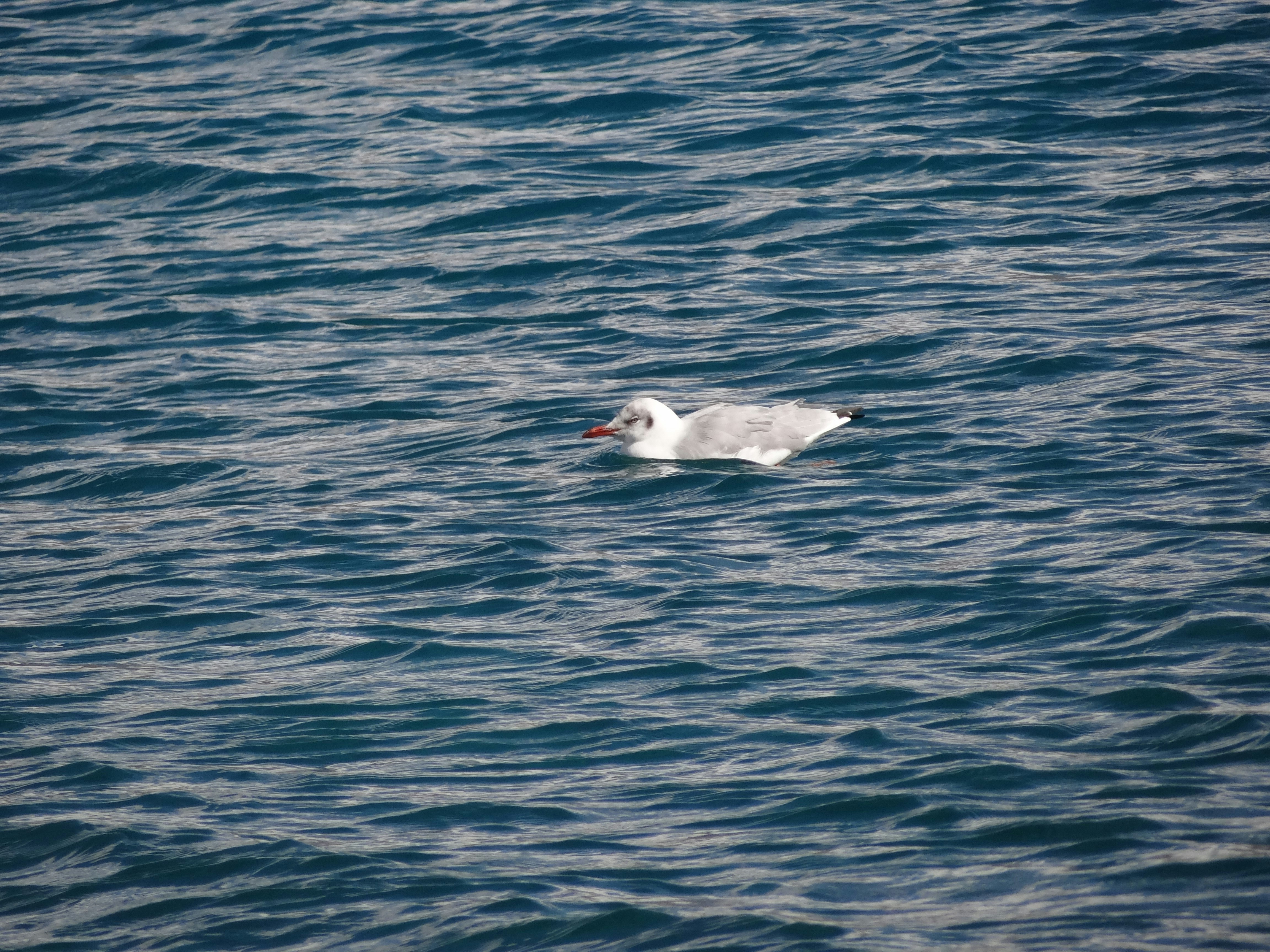 Photo by shahidwani787