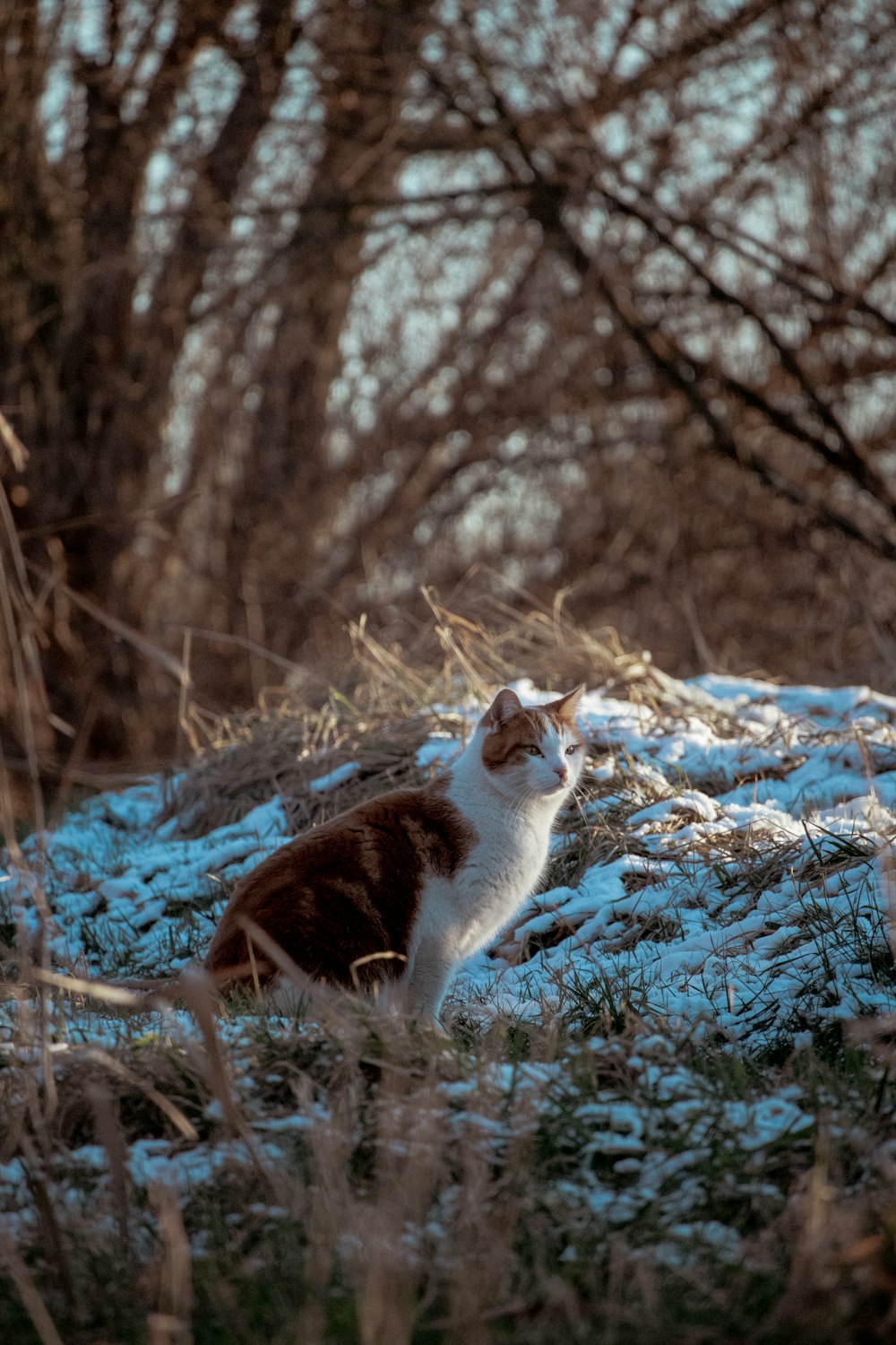 a cat sitting in the snow in a wooded area