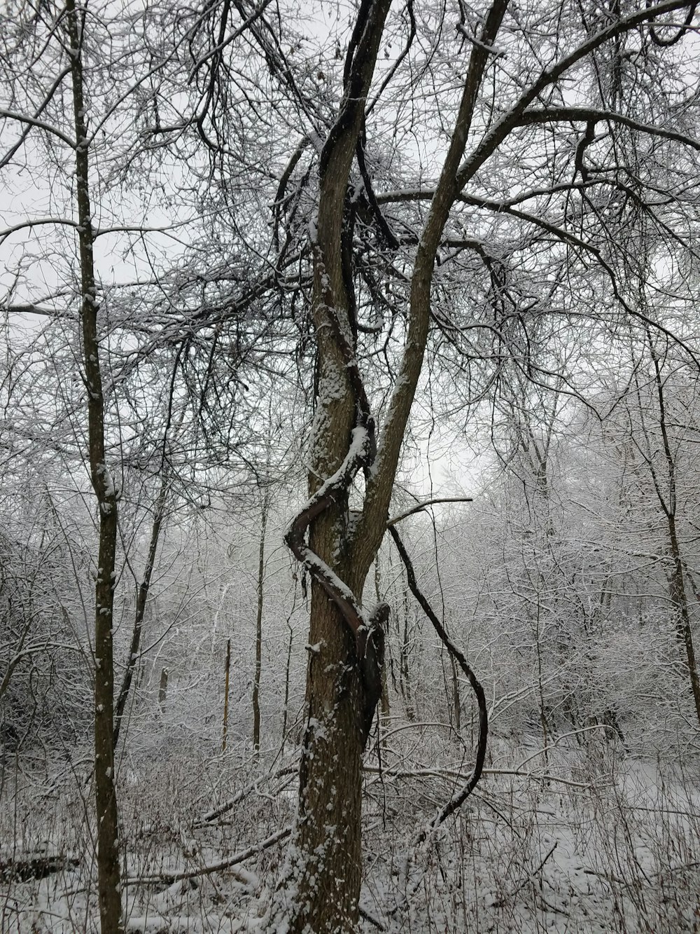 a snow covered forest with trees and bushes