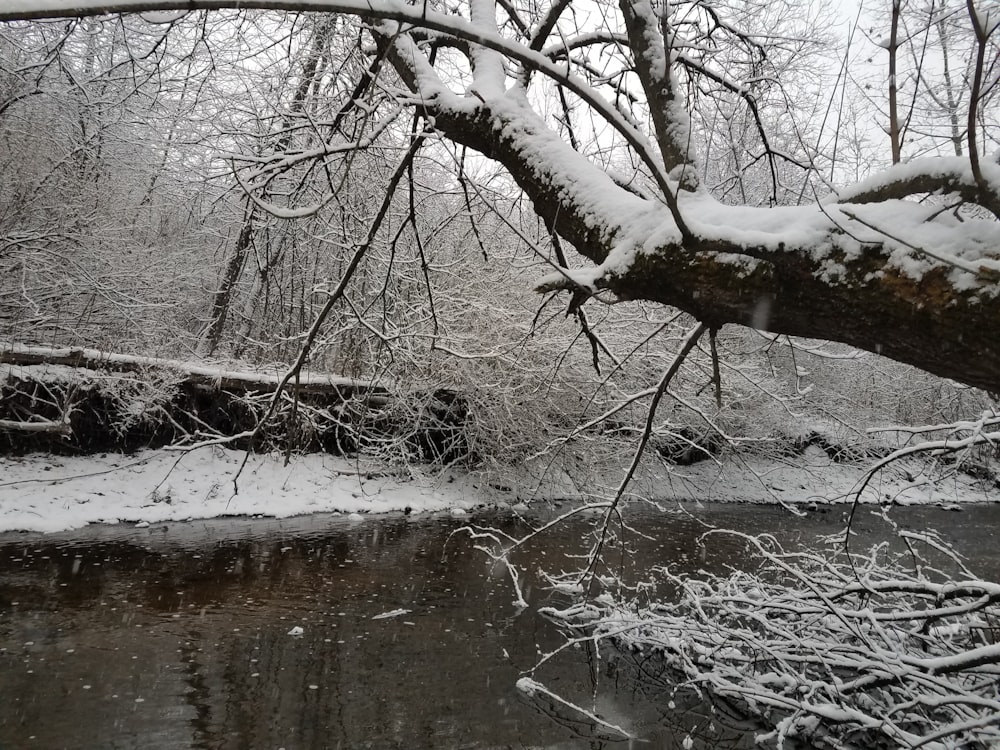 a river running through a forest covered in snow