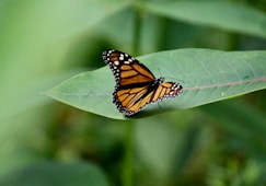 a butterfly sitting on top of a green leaf
