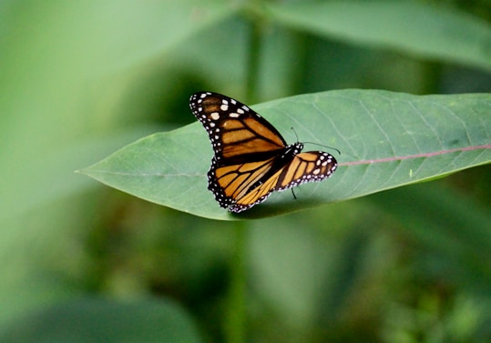a butterfly sitting on top of a green leaf