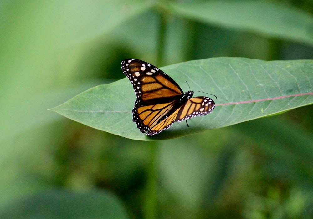 a butterfly sitting on top of a green leaf