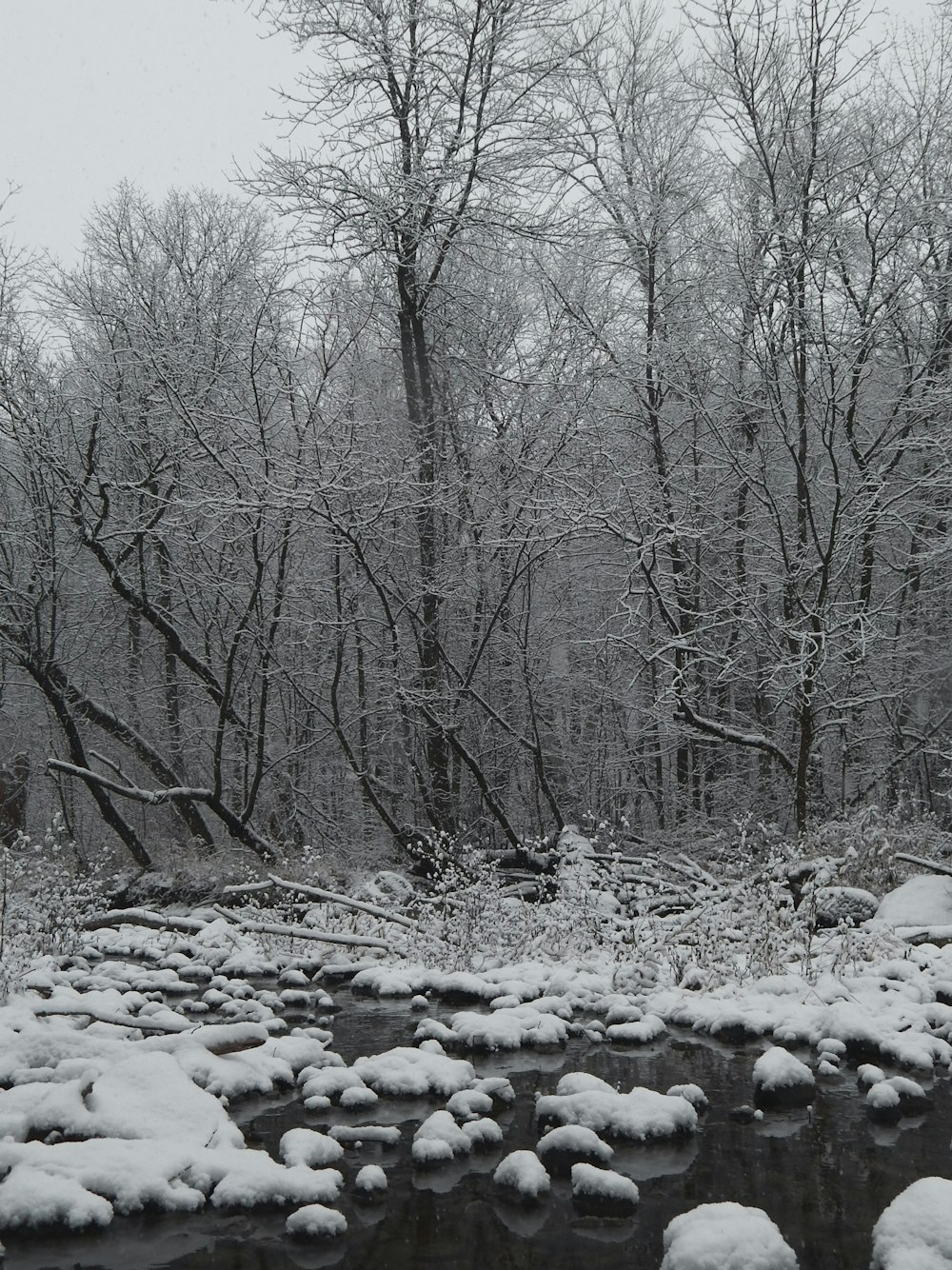 a stream running through a forest covered in snow