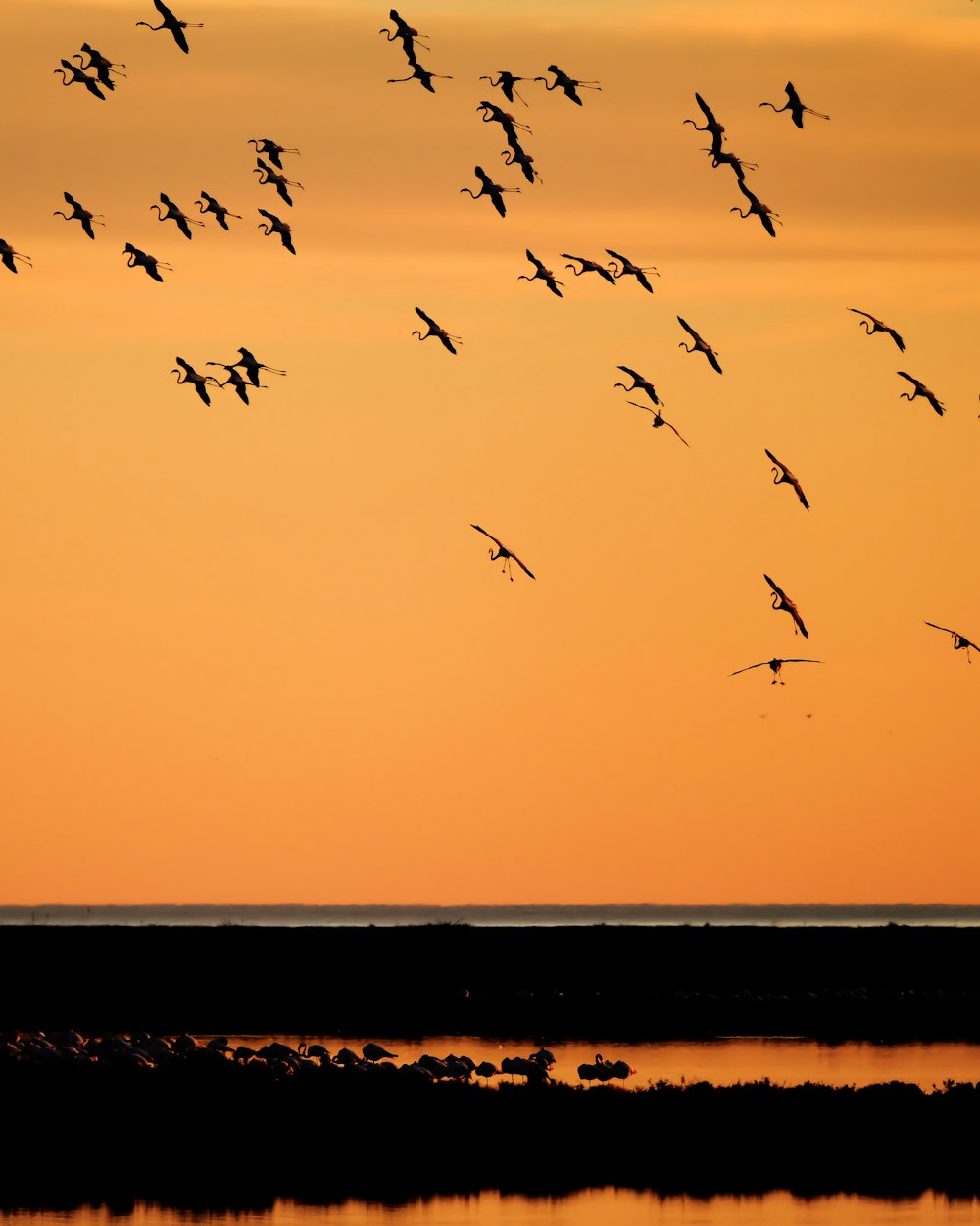 a flock of birds flying over a body of water