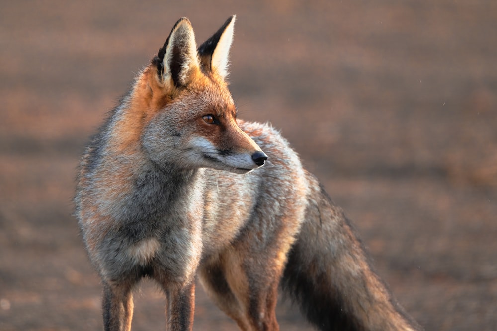 a close up of a fox on a field