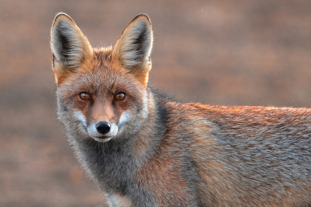 a close up of a fox looking at the camera