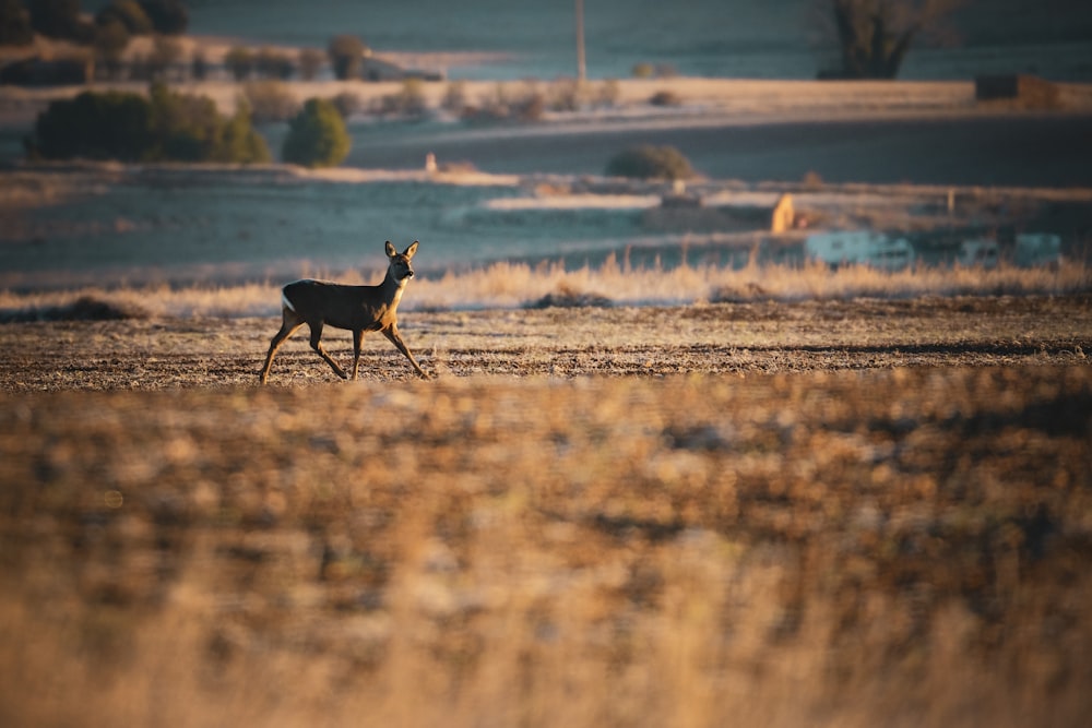 a deer walking across a dry grass covered field