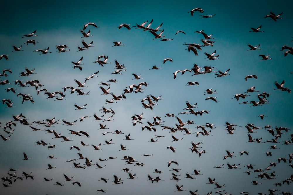 a flock of birds flying through a blue sky