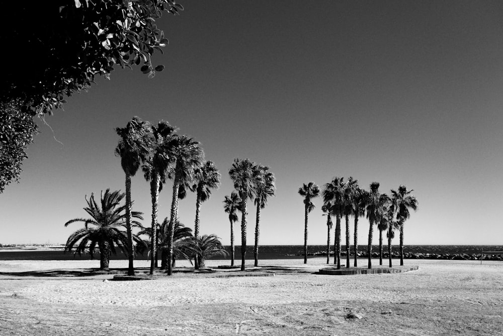 a black and white photo of palm trees