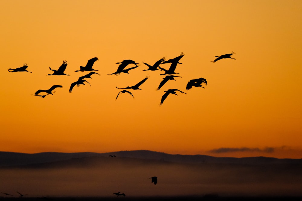 a flock of birds flying in the sky at sunset