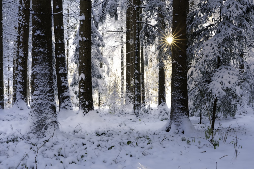 the sun shines through the trees in a snowy forest