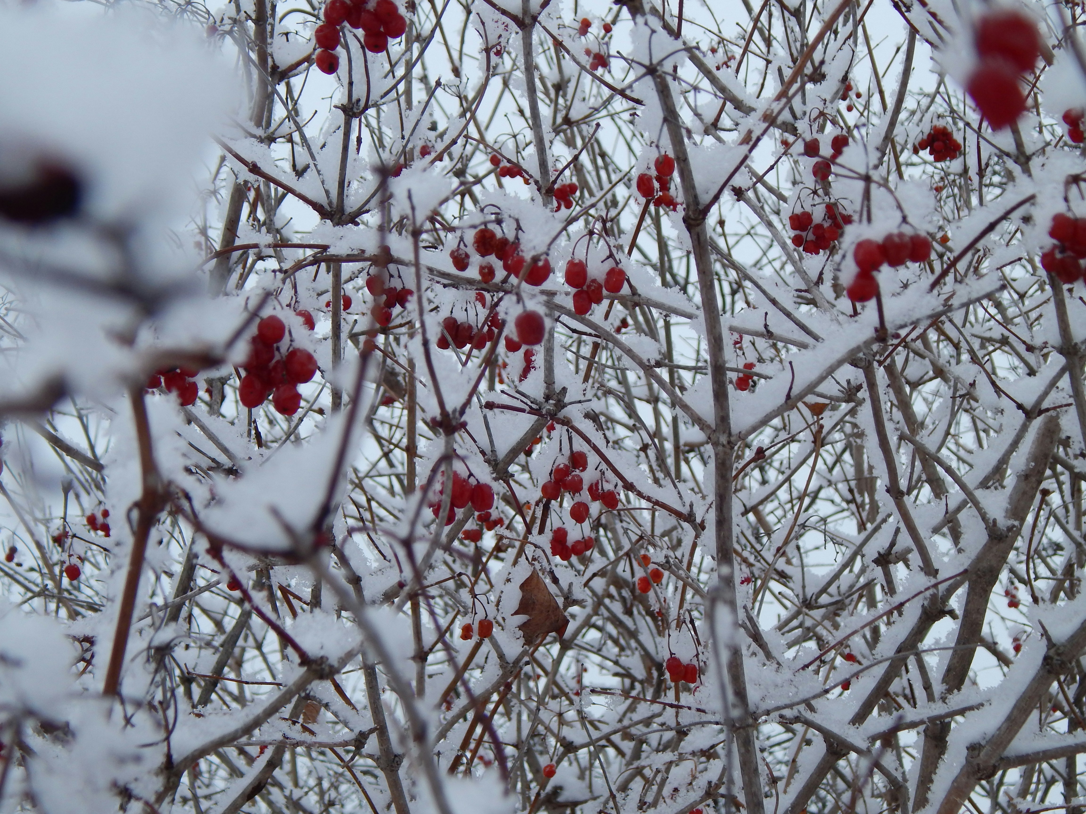 Photo by scarlettweiss