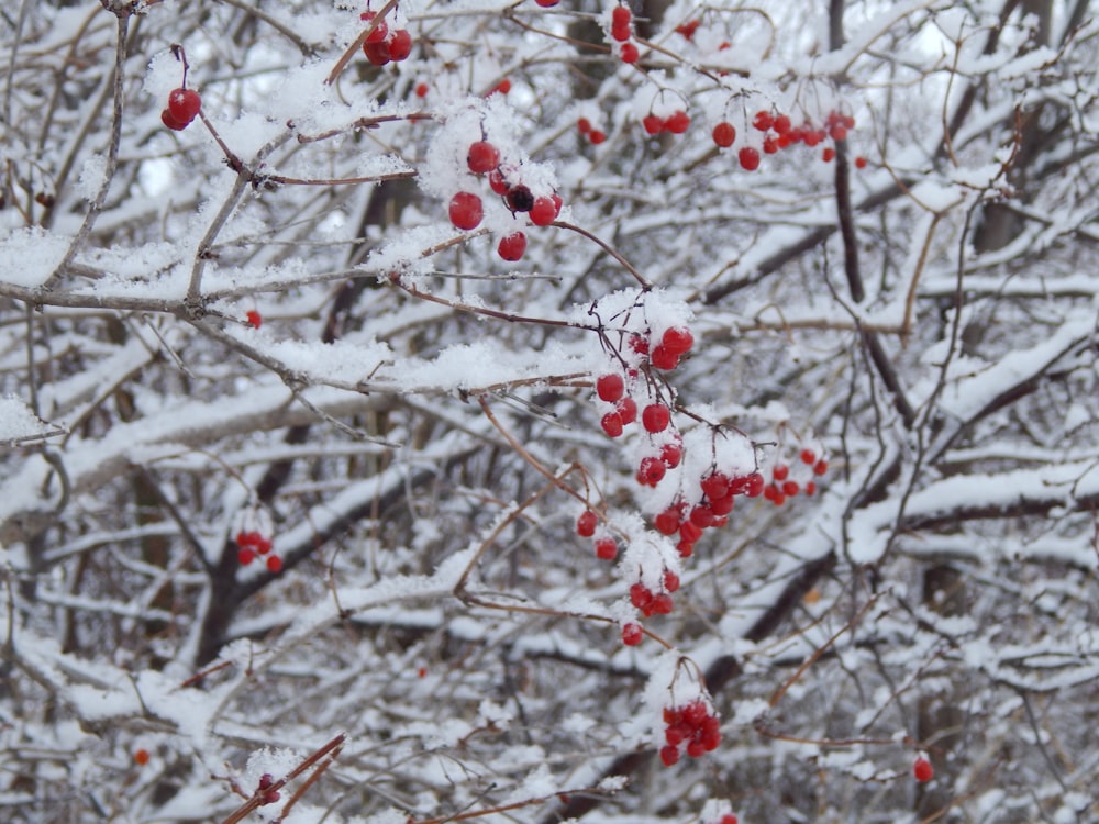 a bunch of berries that are on a tree