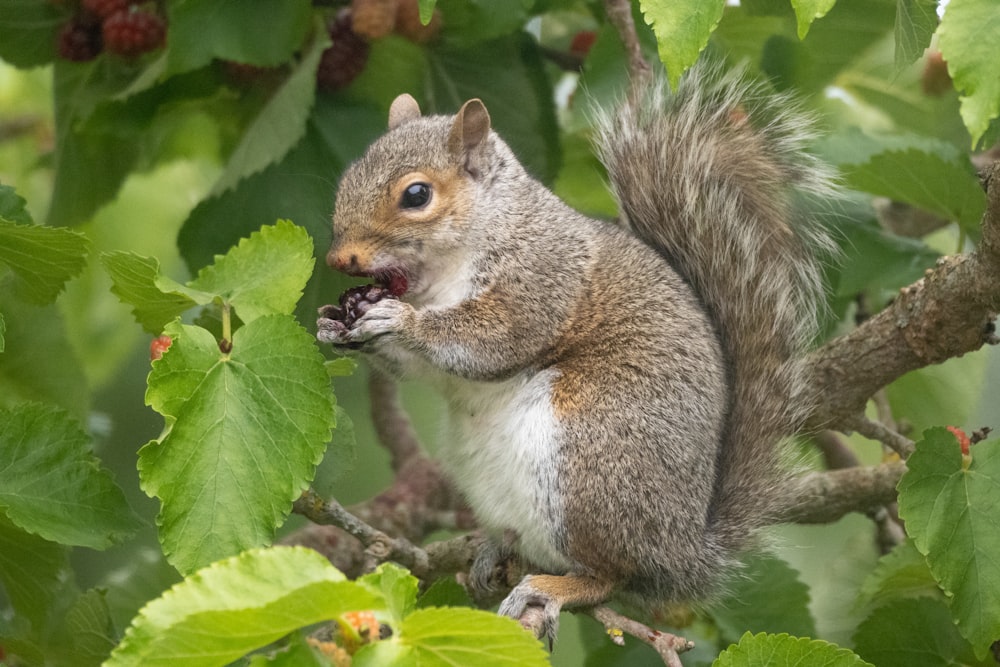 a squirrel eating a berry in a tree