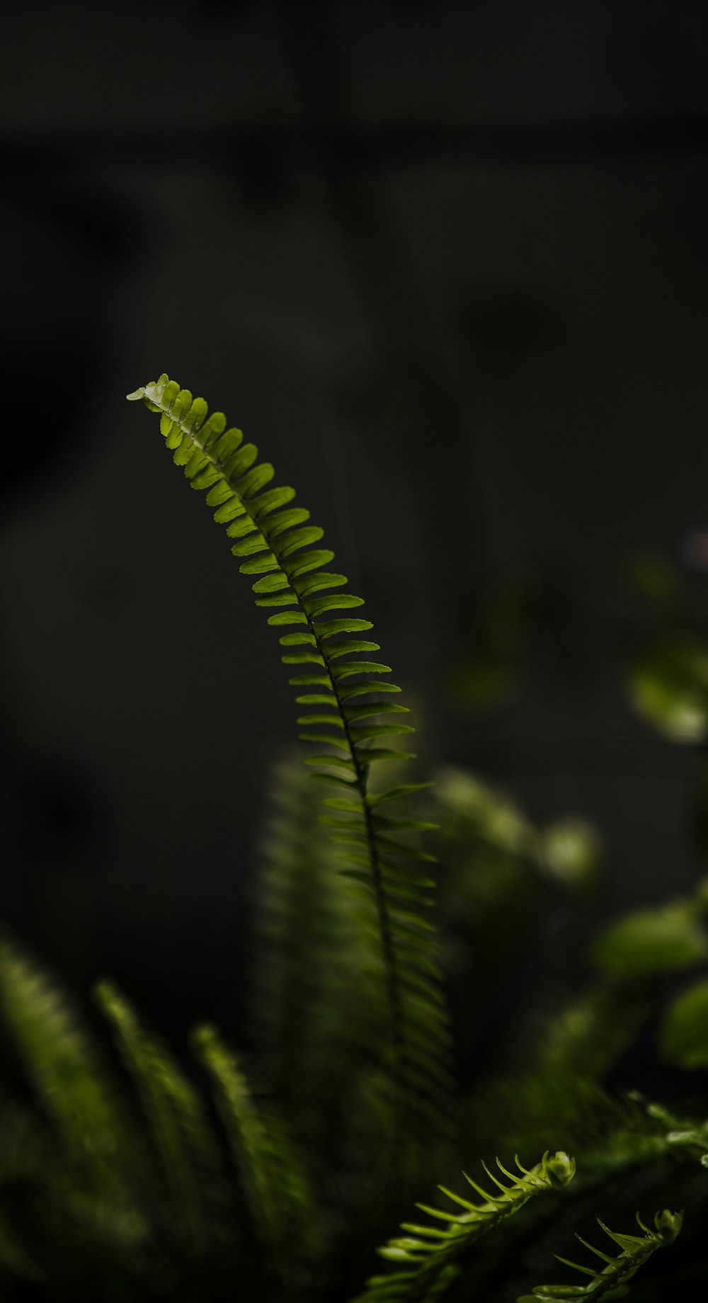 a fern leaf is shown in the dark