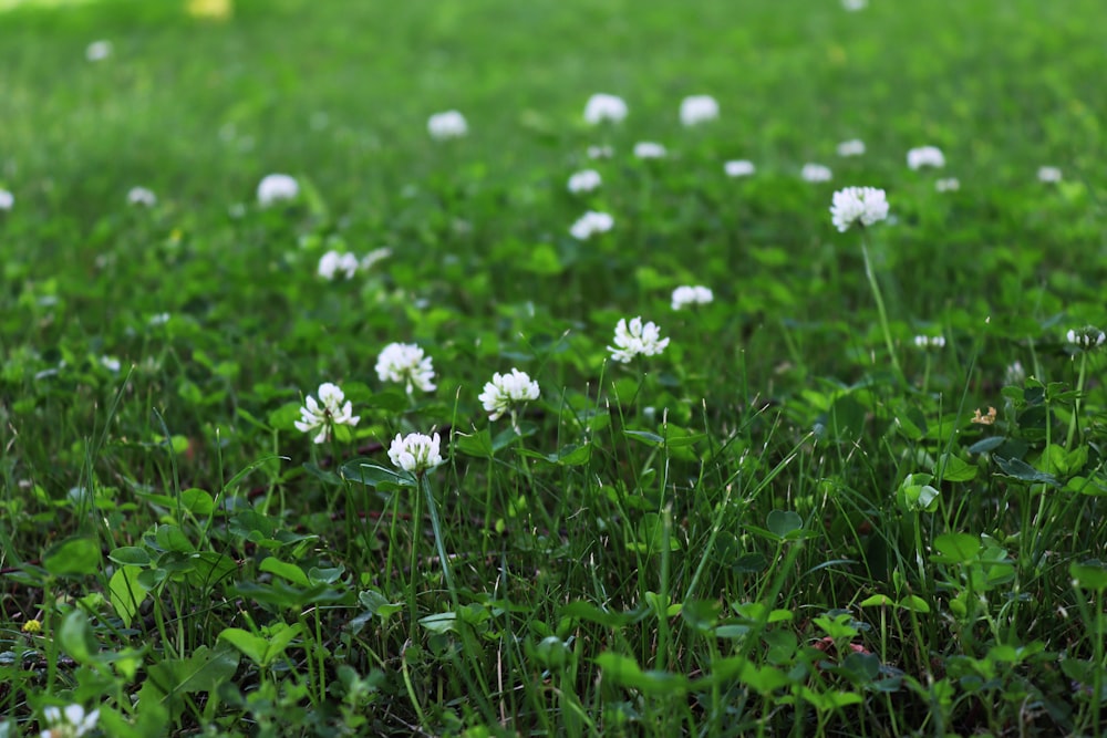 a bunch of white flowers that are in the grass