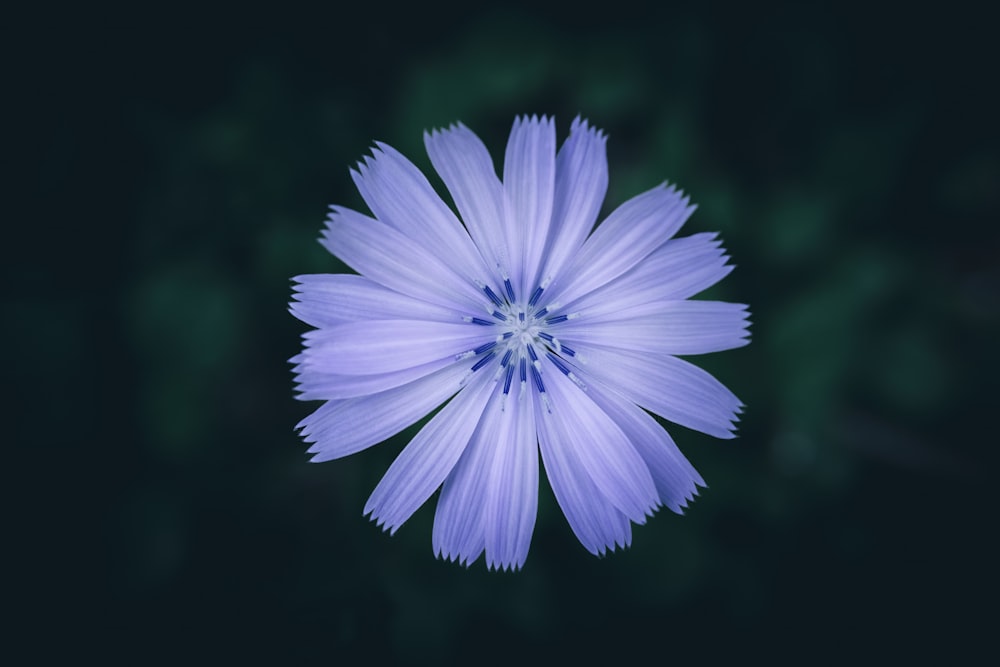 a close up of a blue flower on a black background