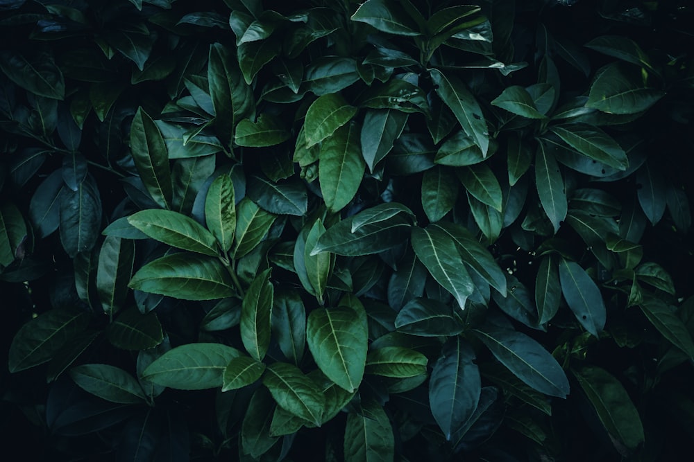 A close up of a green plant with leaves photo – Free Serbia Image on ...