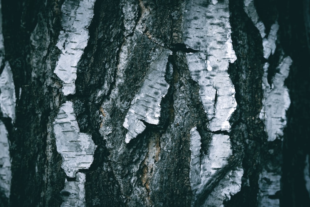 a close up of the bark of a tree