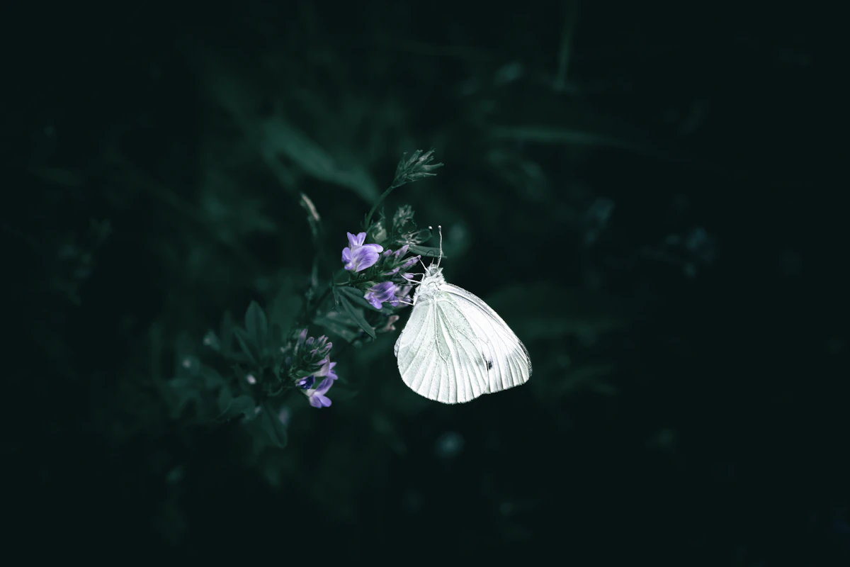 Mariposa blanca posada sobre pequeñas flores moradas