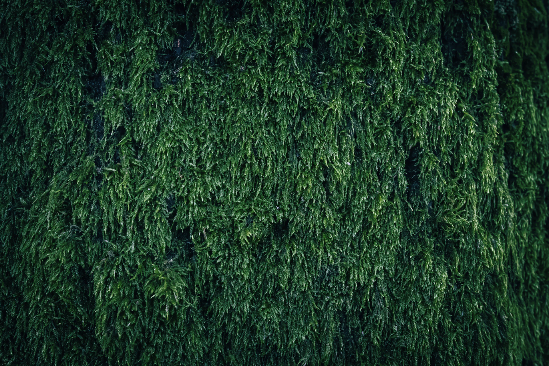 a close up of a green plant with lots of leaves