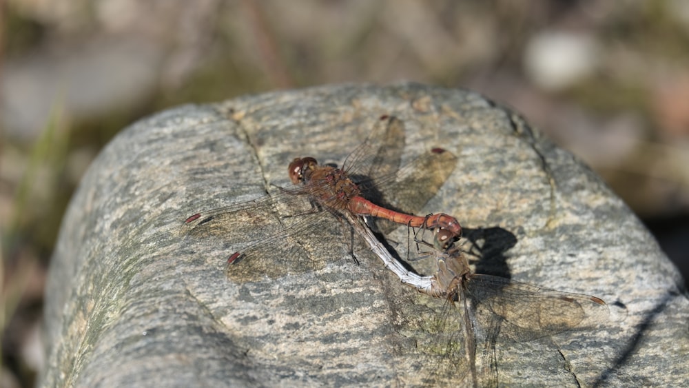 a couple of dragonflies sitting on top of a rock