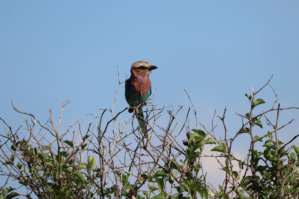 a bird sitting on top of a tree branch