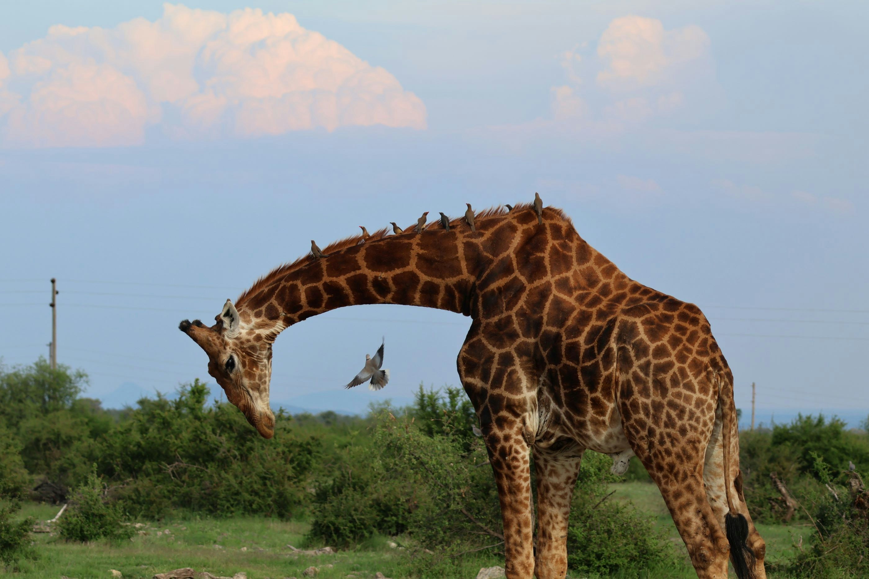 A giraffe standing on top of a lush green field photo – Free Giraffe ...