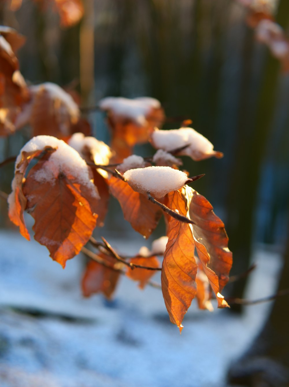 a tree branch with snow on it