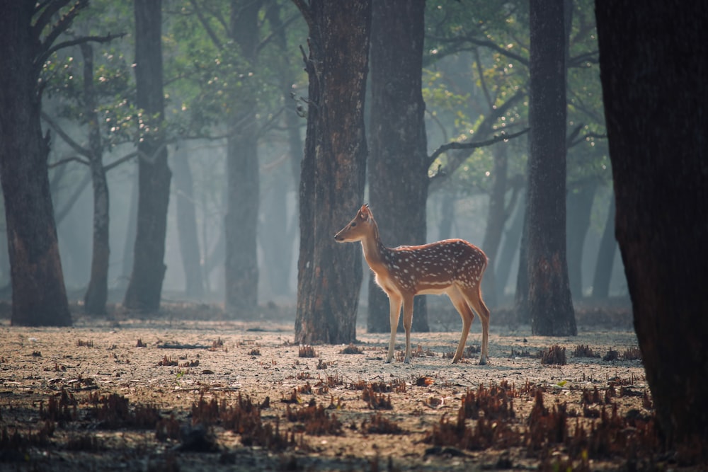 a deer standing in the middle of a forest