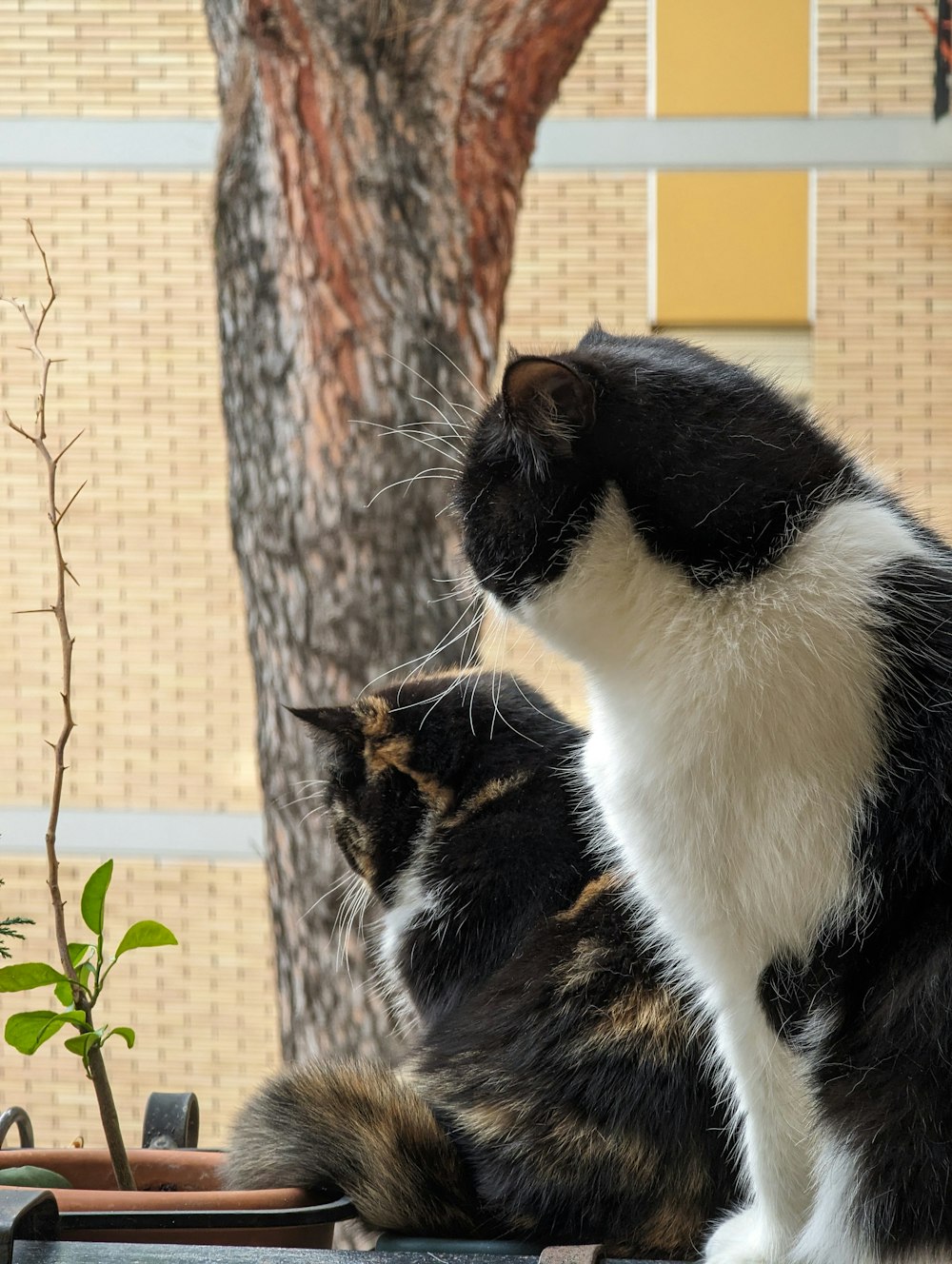 a black and white cat sitting next to a tree