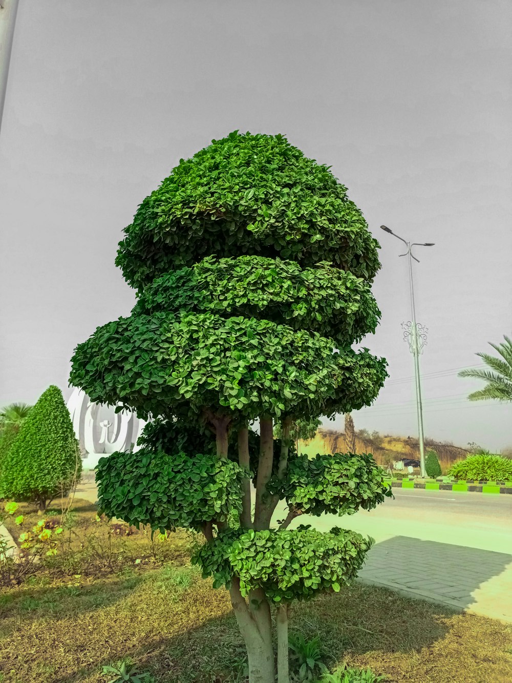 a very tall tree sitting in the middle of a park