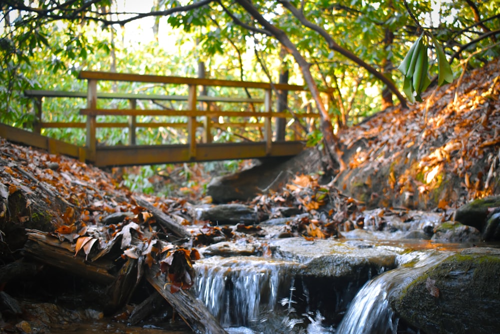 a wooden bridge over a small stream in a forest