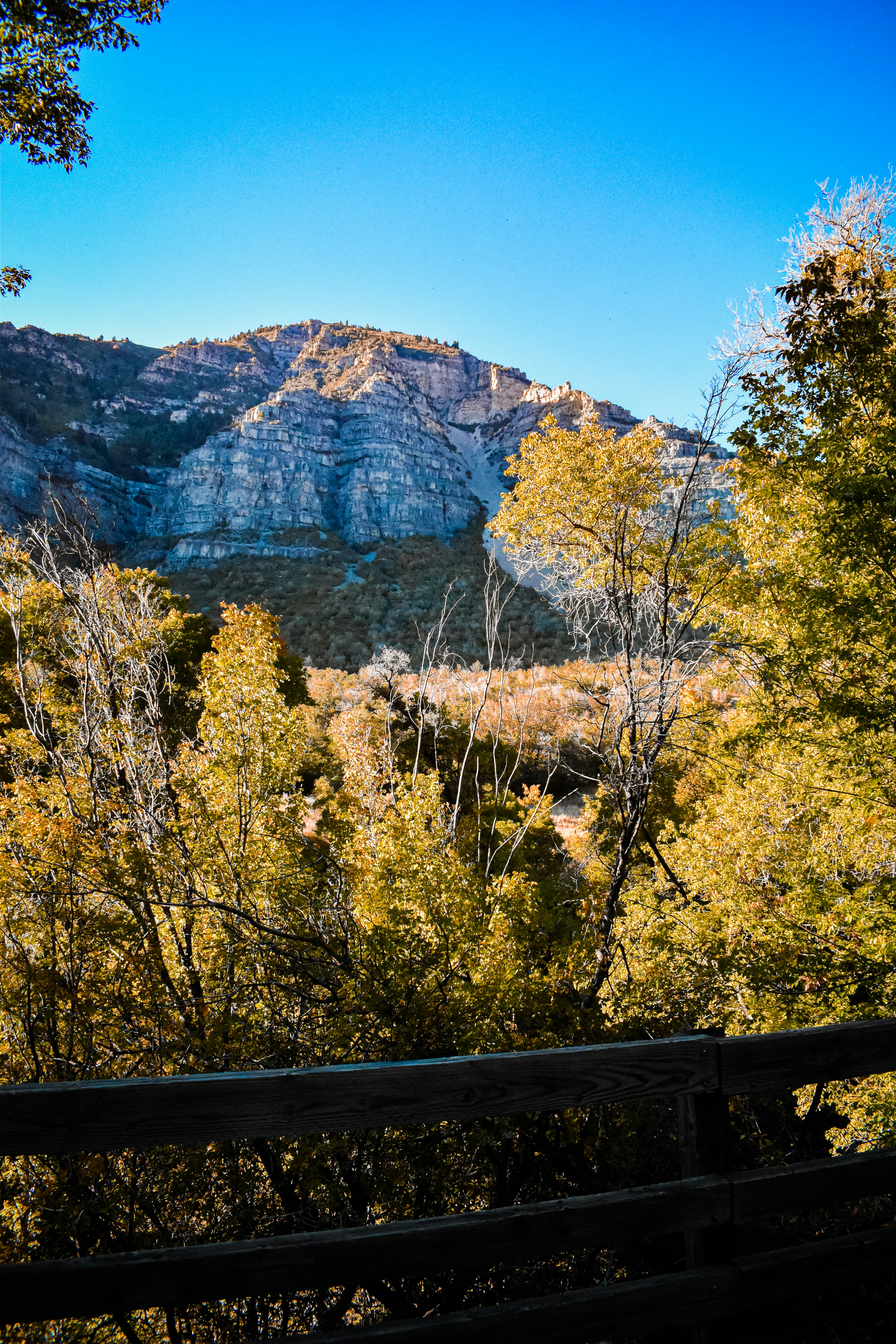 a scenic view of a mountain range with trees in the foreground