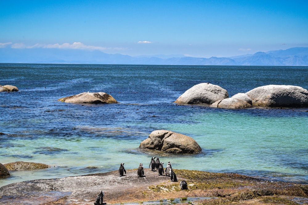 a group of penguins standing on top of a rocky beach