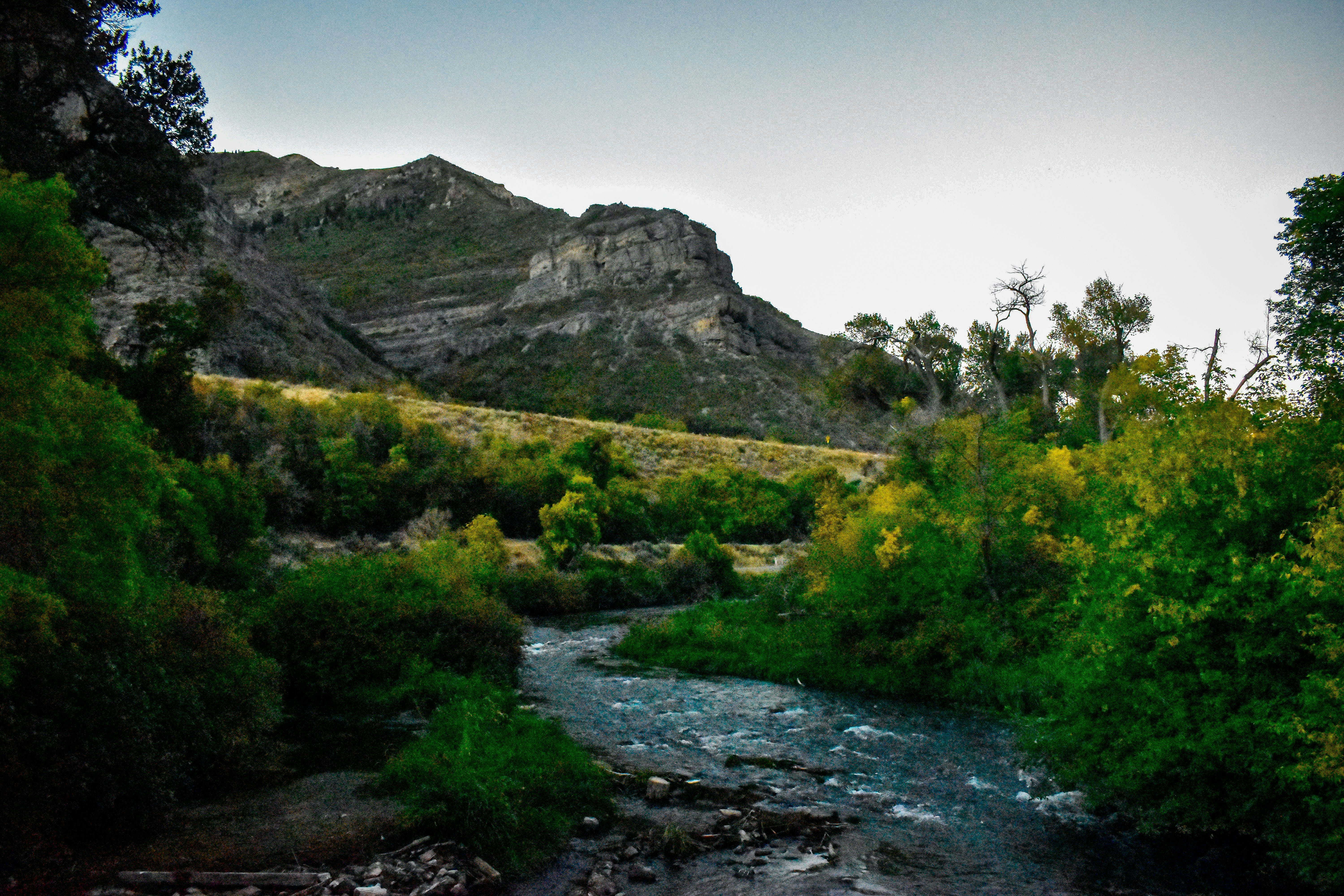 a river running through a lush green forest