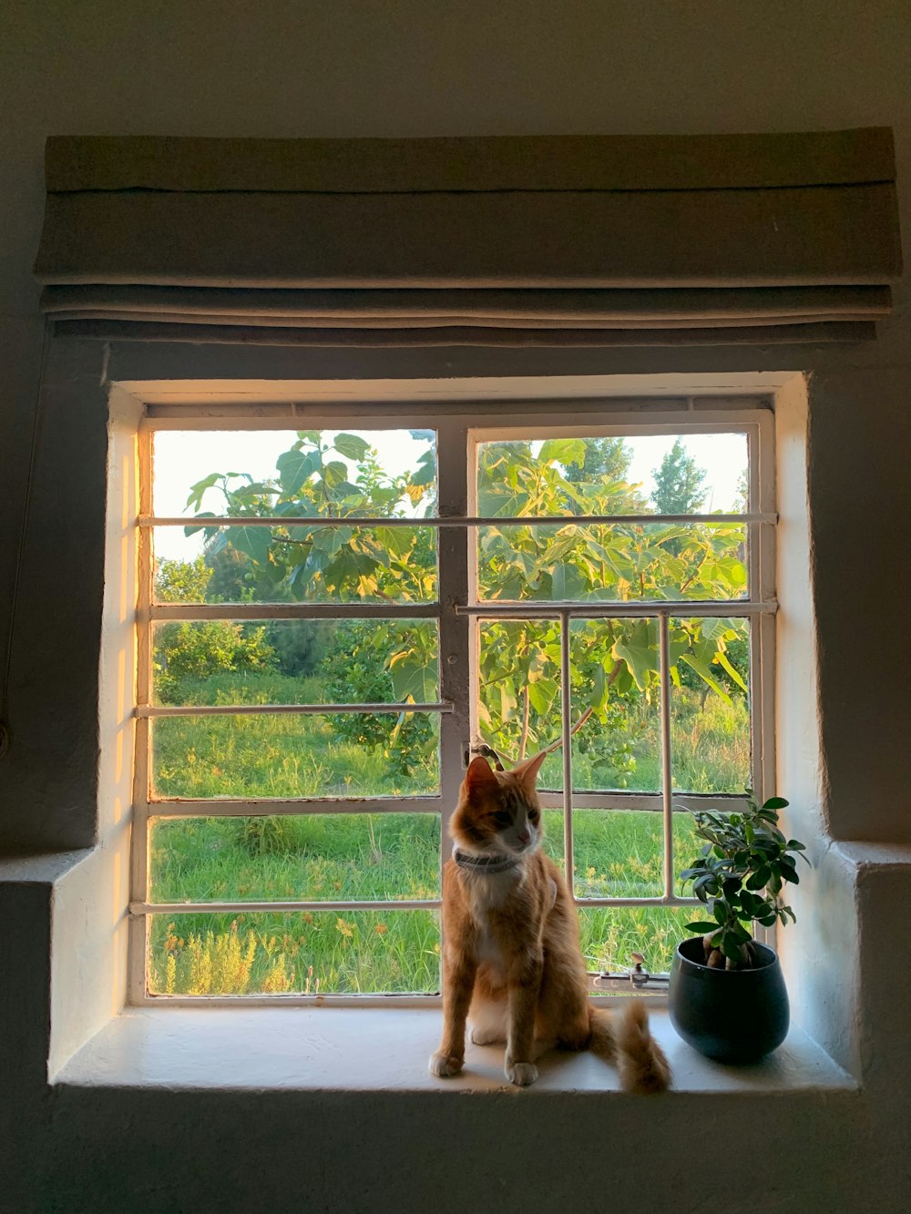 a cat sitting on a window sill next to a potted plant