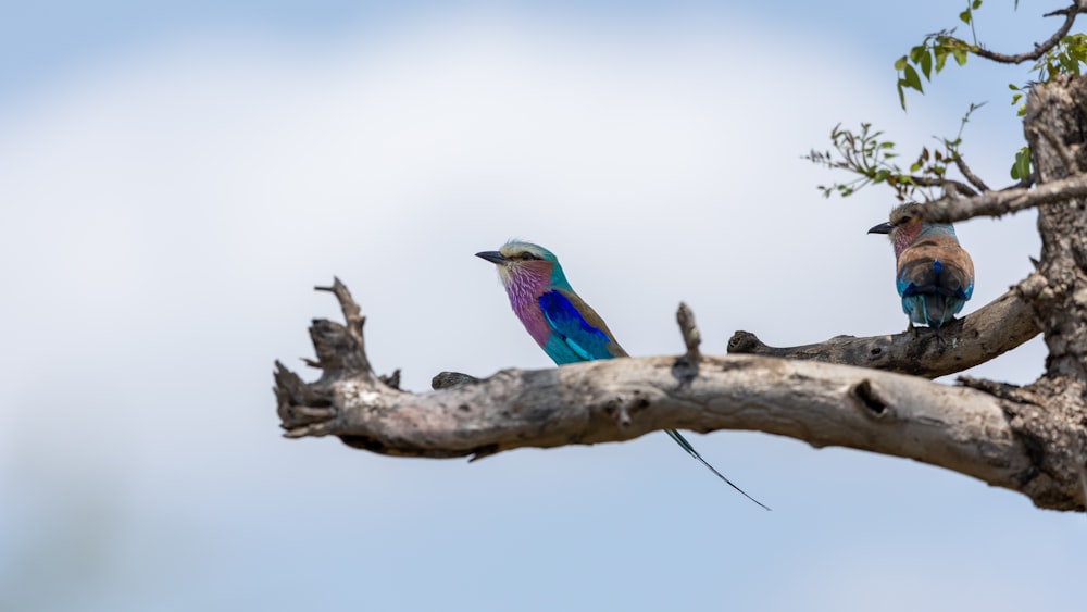 un par de pájaros sentados en lo alto de la rama de un árbol