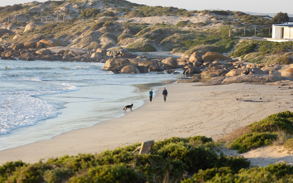 two people and a dog walking on a beach