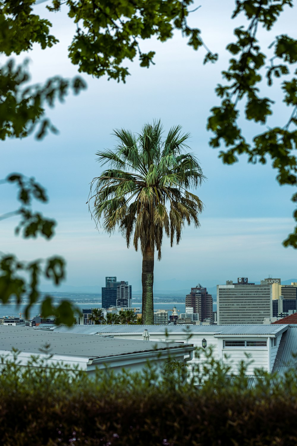 a palm tree in front of a city skyline