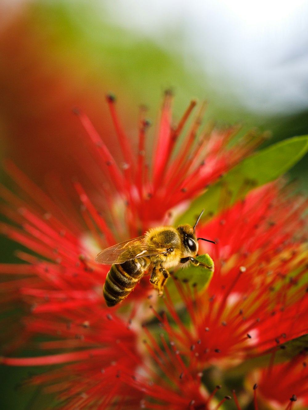 un primo piano di un fiore con un'ape su di esso