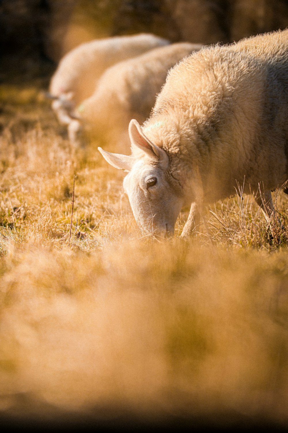 a group of sheep grazing on a dry grass field